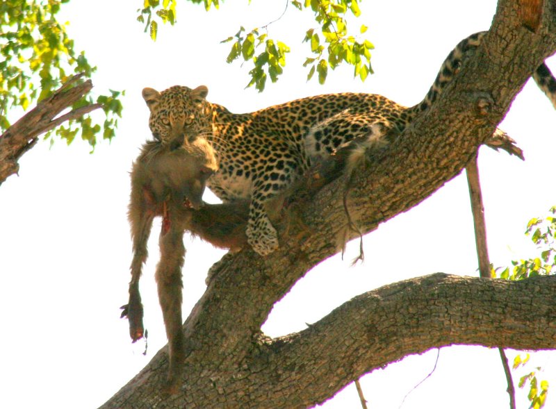  We came upon this skittish leopard with the remains of a baboon