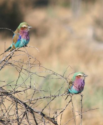 Lilac-breasted Rollers