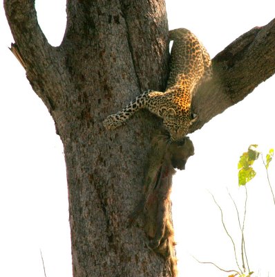 Amazing how they can carry their prey up a tree or during a full speed run