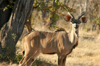 Male Greater Kudu