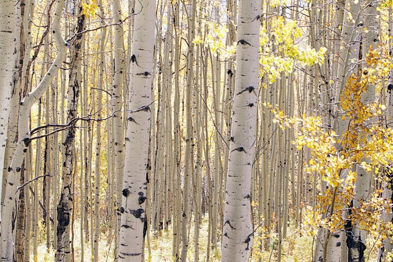 069_USA_Fall.jpg
