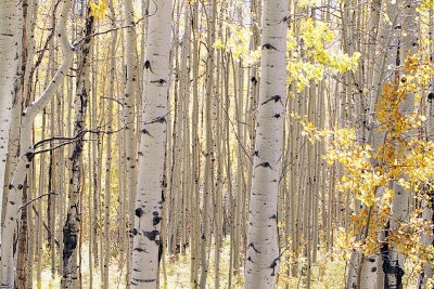 069_USA_Fall.jpg