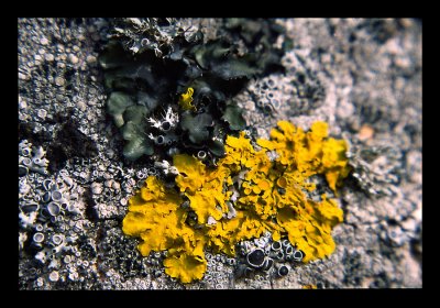 Lichens