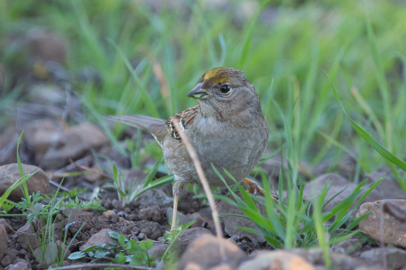 Golden-crowned Sparrow