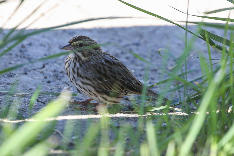 Savannah Sparrow - KY2A2979.jpg