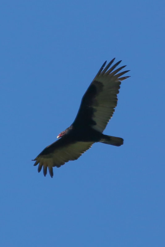 Turkey Vulture - KY2A1973.jpg