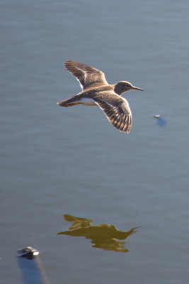 Spotted Sandpiper (flying)