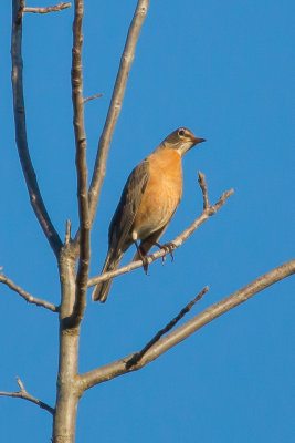 American Robin