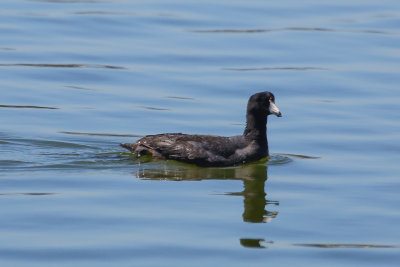 American Coot - KY2A2534.jpg