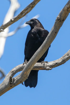 American Crow - KY2A2452.jpg