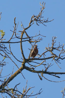 American Robin - KY2A3552.jpg