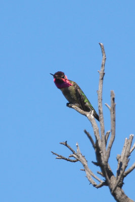 Anna's Hummingbird - KY2A3061.jpg