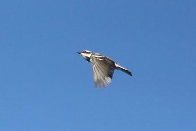 Black-throated Gray Warbler - KY2A1726.jpg