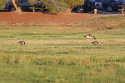 Cackling Goose (foreground) with Canada Goose for scale - KY2A3601.jpg