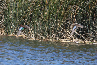 Cinnamon Teal - KY2A3156.jpg