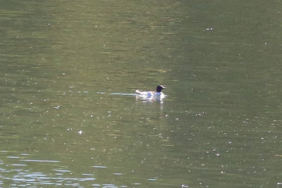 Common Merganser - KY2A2242.jpg