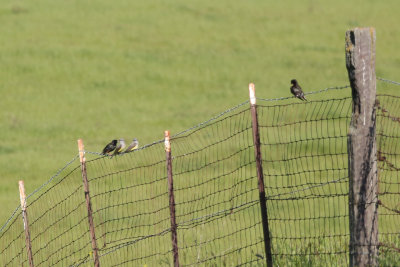 European Starling (and Western Kingbird) - KY2A3513.jpg