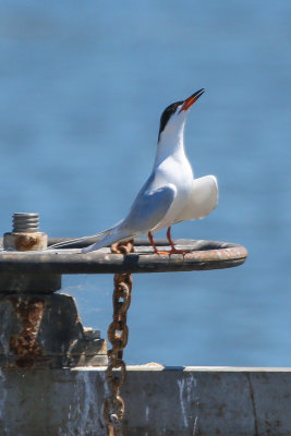 Forster's Tern - KY2A3034.jpg