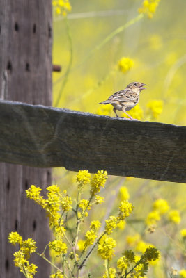 Grasshopper Sparrow - KY2A3308.jpg