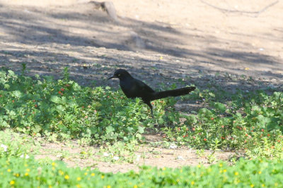 Great-tailed Grackle - KY2A3226.jpg