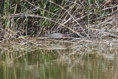 Green Heron - KY2A2741.jpg