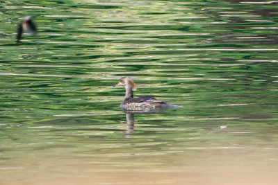 Hooded Merganser - KY2A2124.jpg