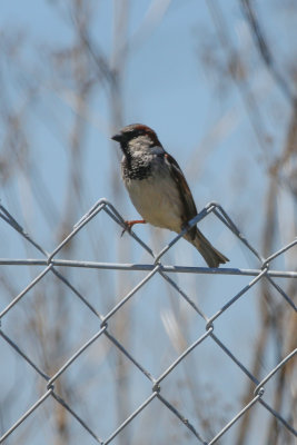 House Sparrow - KY2A3092.jpg