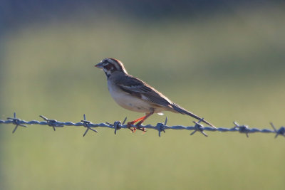 Lark Sparrow - KY2A3541.jpg