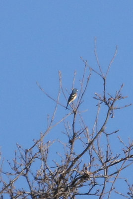 Lazuli Bunting - KY2A1873.jpg