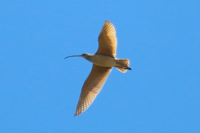 Long-billed Curlew - KY2A2641.jpg