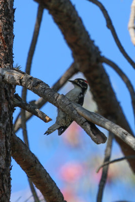 Nuttall's Woodpecker - KY2A3395.jpg