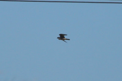 Peregrine Falcon - KY2A3144.jpg