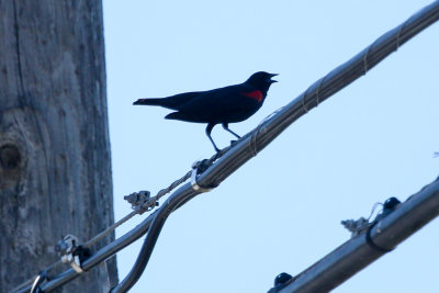 Red-winged Blackbird - KY2A3101.jpg