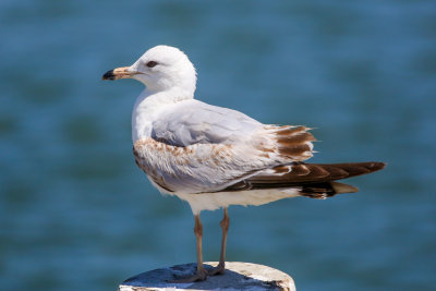 Ring-billed Gull - KY2A2448.jpg