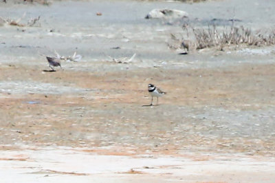 Semipalmated Plover - KY2A2819.jpg