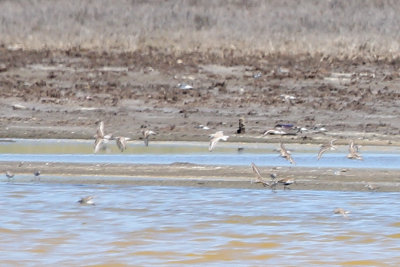 Snowy Plover (flying, center), also Dunlin (feeding to the right) - KY2A3104.jpg