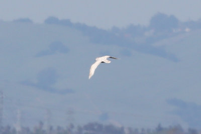 Thayer's Gull - KY2A3183.jpg