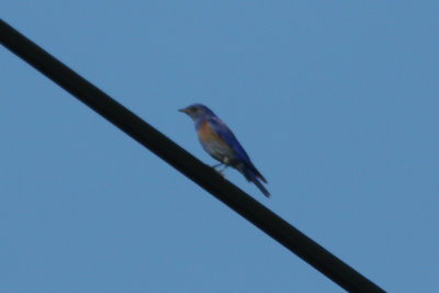 Western Bluebird - KY2A3410.jpg