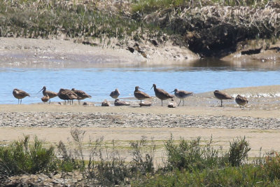 Whimbrel (in middle) - KY2A2334.jpg