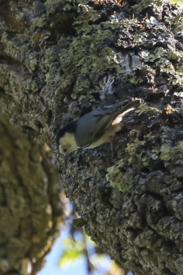 White-breasted Nuthatch - KY2A2048.jpg