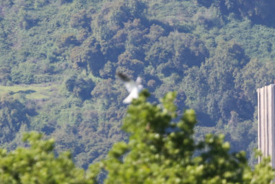 White-tailed Kite - KY2A2117.jpg