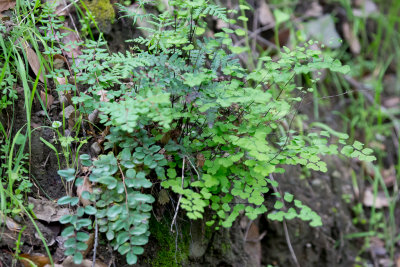 Three ferns: Goldback, Maidenhair and Coffee Fern