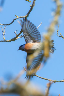 Western Bluebird flying