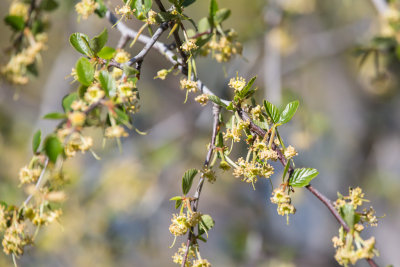 Mountain Mahogany (cercocarpus sp.) blossoms