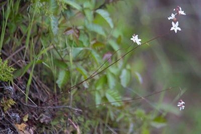 Woodland Star (Lithophragma sp.)
