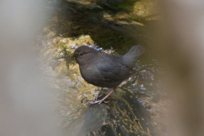 American Dipper with nesting material
