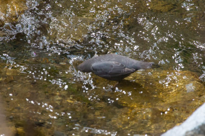 American Dipper dipping head in water