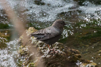 American Dipper