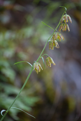 Checker Lily a.k.a. Mission Bells (Fritillaria lanceolata)