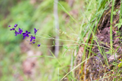 Purple Larkspur (Delphinium sp.)